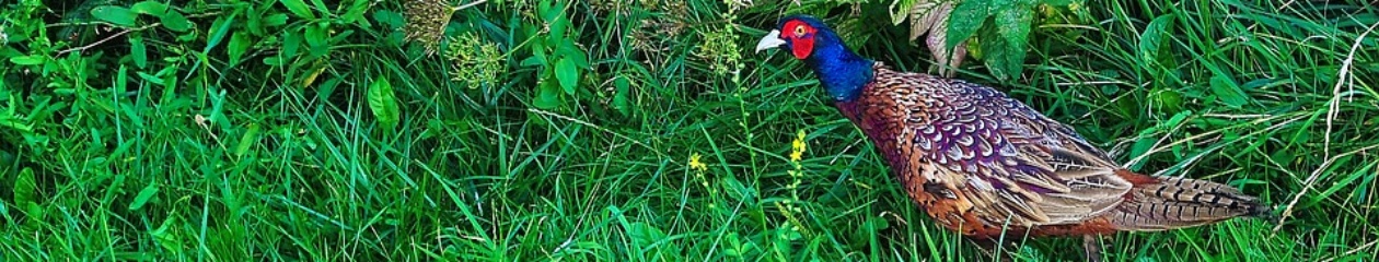 Tierschutz und Naturschutz im Osnabrücker Land –  –  –  –  –  –  Wülmihof e.V.