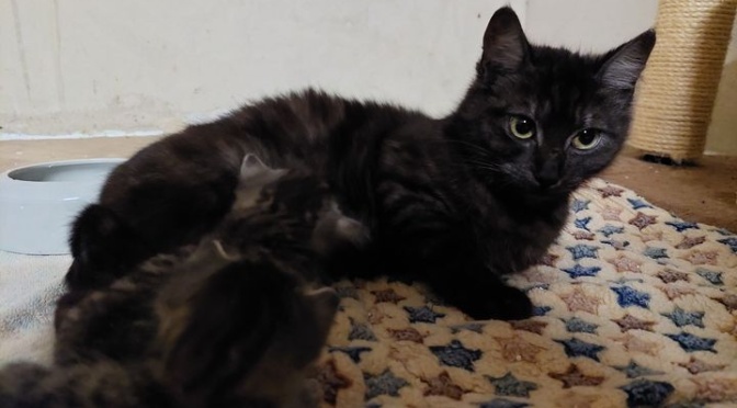 Luna sucht Zuhause